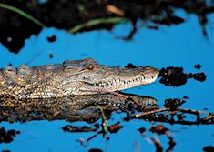 Nile crocodile