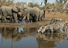 A busy waterhole in the Linyanti Concession