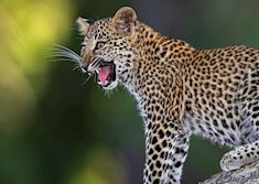 Leopard cub in South Luangwa National Park