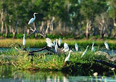Egrets, Yellow Water Billabong, Kakadu National Park