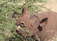 Black rhino, Lewa Wilderness Conservency