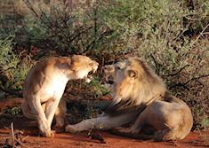 Lions, Madikwe