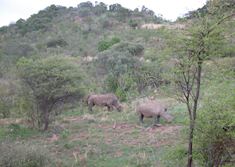 Rhino in the Pilanesberg
