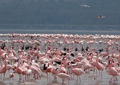 Lesser flamingos on Lake Nakuru