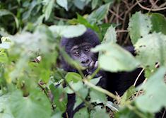 Mountain gorilla, Volcanoes National Park