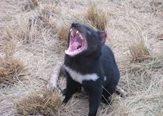 Tasmanian devil, Devils@Cradle, Tasmania