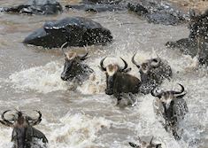 Wildebeest crossing the Mara River