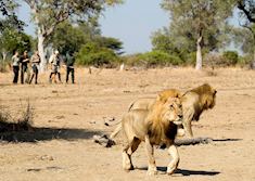 Tracking lion on a walking safari