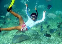 Snorkelling at Shark Ray Alley