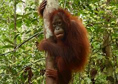 Orangutan, Tanjung Puting National Park, Kalimantan