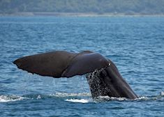 Sperm whale, Kaikoura