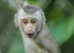 Gibbon at Khao Yai