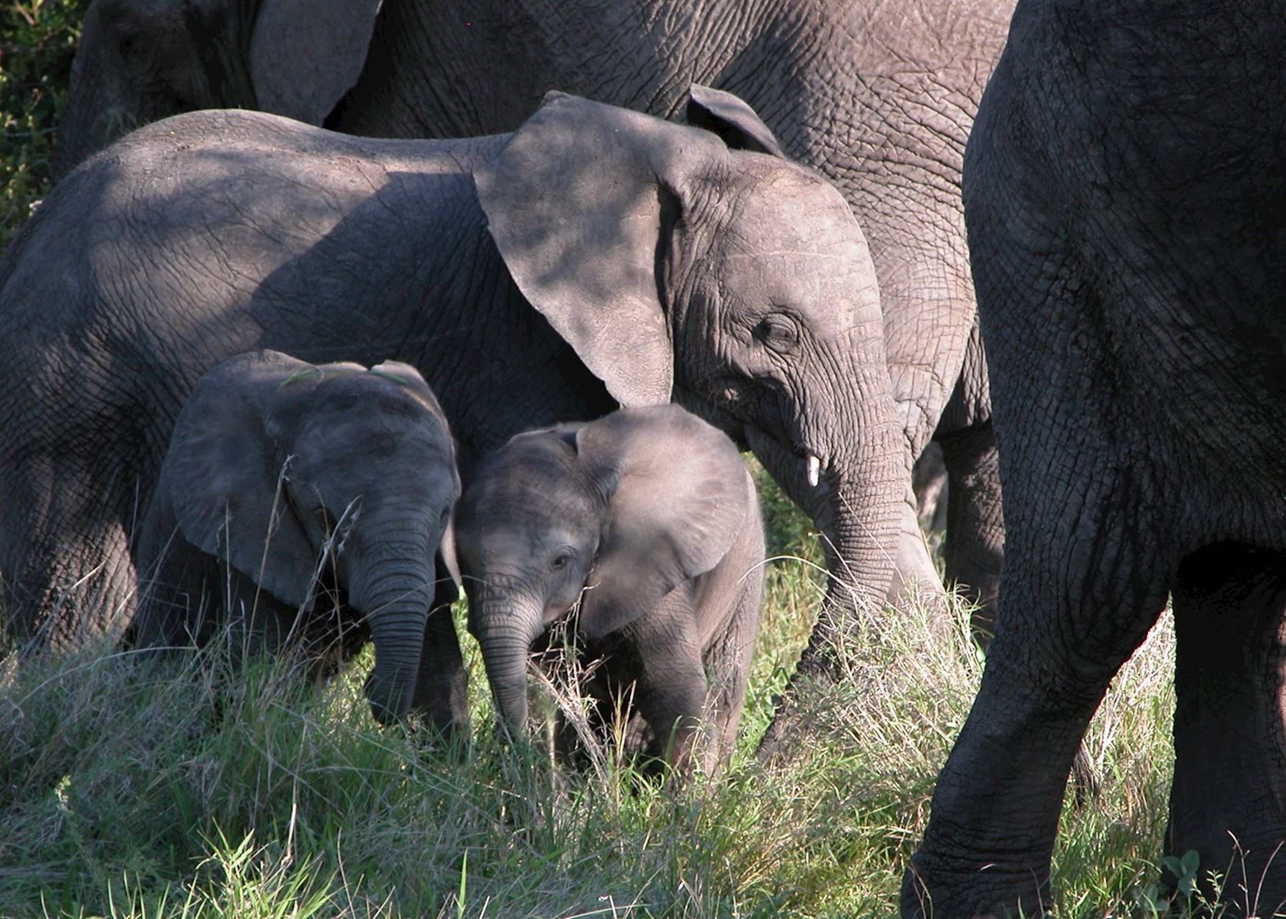 Visit Timbavati Game Reserve South Africa Audley Travel UK