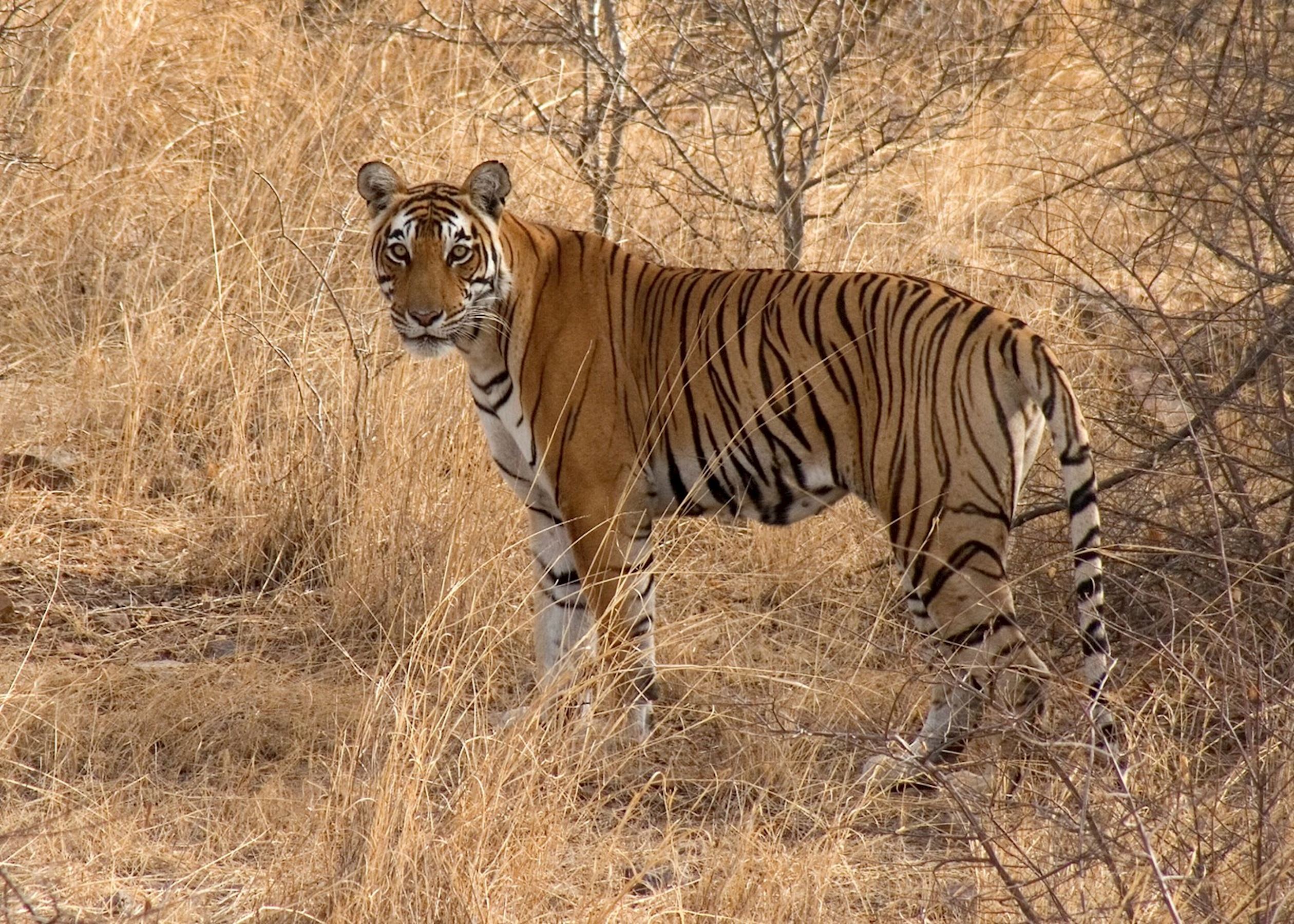 Wildlife encounters in India | Audley Travel UK