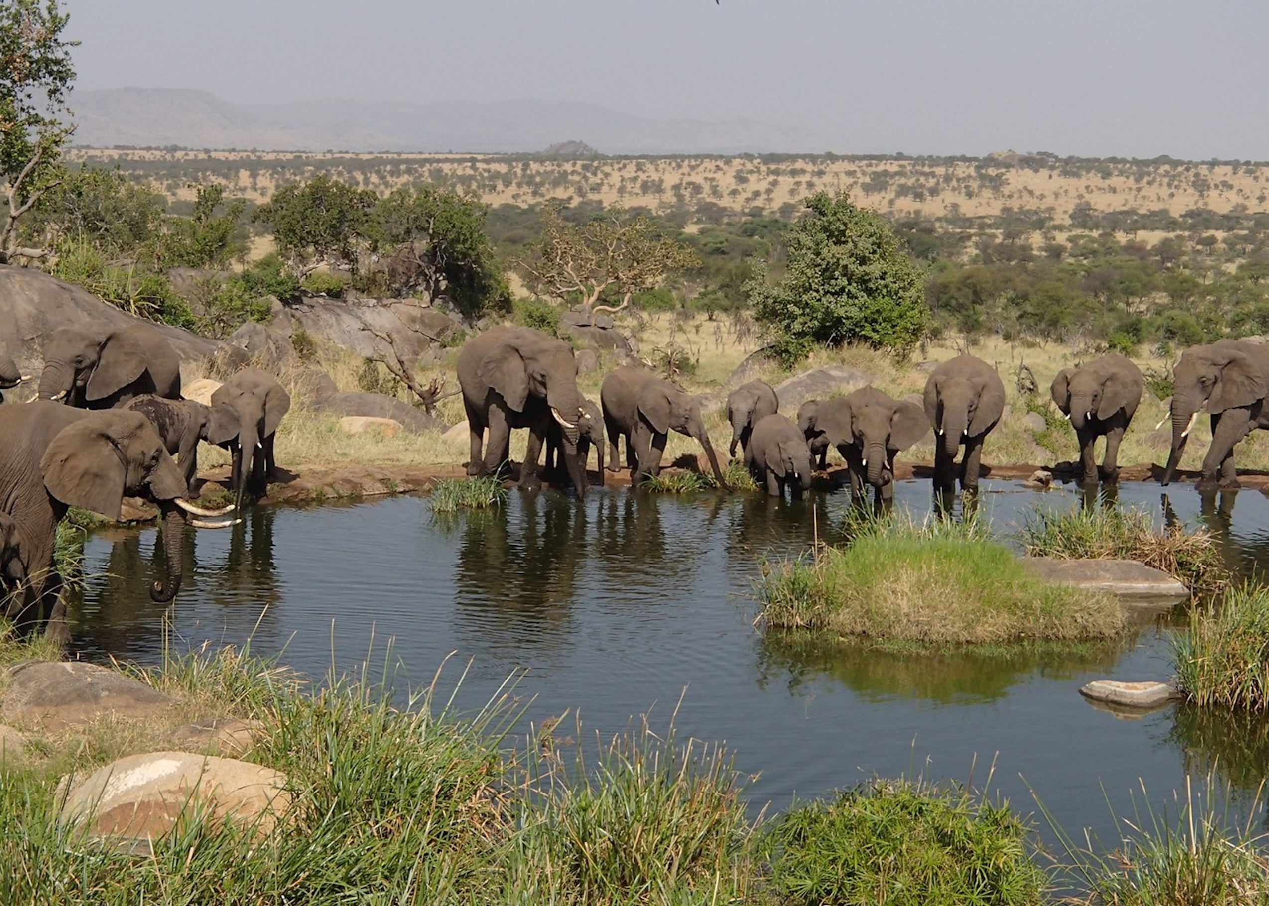 Visit Serengeti National Park, Tanzania | 香港六合彩开奖记录 US