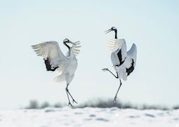 Japanese red-crowned crane courtship dance, Japan