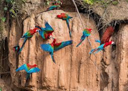Macaws clay lick, Peruvian Amazon