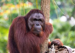 Orangutan, Sumatra, Indonesia