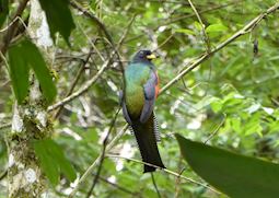 Trogon, Coban