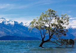 Wanaka Tree, Lake Wanaka