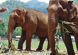 Day trip to the Elephant Nature Foundation, Chiang Mai