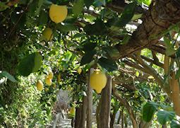 Lemon grove, Amalfi Coast