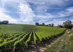 Vineyard, Loire Valley