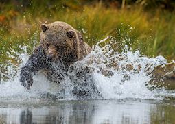 Grizzly bear fishing in British Columbia