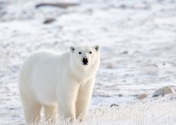 Polar bear, Churchill
