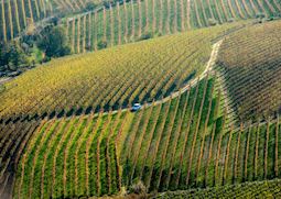 Vineyards, Barolo