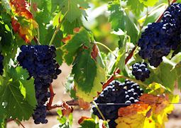 Grape vines, Alentejo
