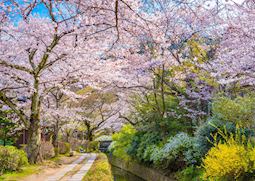 The Philosopher's Path in spring, Kyoto