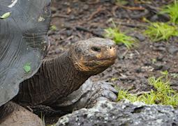 Giant tortoise, Galapagos Islands