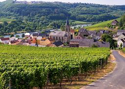 Vineyards of Moselle Valley outside Ahn, Luxembourg