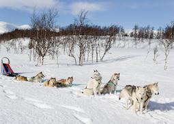 Huskies and their sled