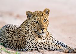 Leopard in Yala National Park