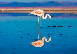 Flamingo in the Atacama Desert