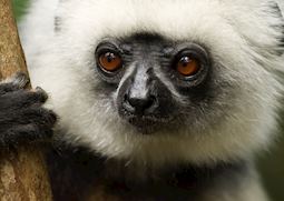 Diademed sifaka, Andasibe-Mantadia National Park