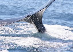 Humpback whale, Baja California, Mexico