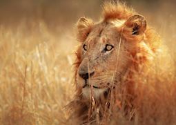 Lion in Kruger National Park