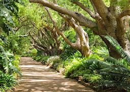 Path in Kirstenbosch National Botanical Garden