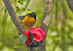 Yellow-throated euphonia, Panama