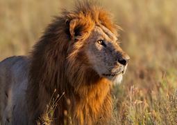 Lion, Serengeti National Park