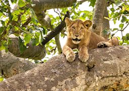Lion in Queen Elizabeth National Park
