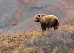 Grizzly bear, Denali National Park