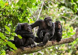 Chimpanzee family, Mahale Mountains National Park
