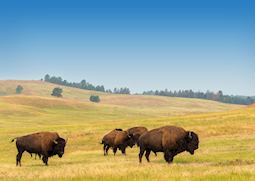 Bison in Custer State Park
