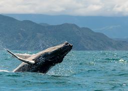 Humpback whale off Kaikoura