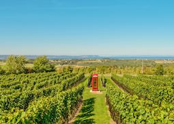 Luckett Vineyard