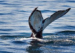Humpback whale, Bay of Fundy